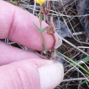 Hypericum gramineum at Bungonia, NSW - 5 Jan 2023