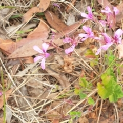 Pelargonium rodneyanum (Magenta Stork's Bill) at Bungonia State Conservation Area - 5 Jan 2023 by Rixon