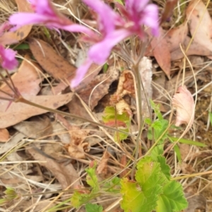 Pelargonium rodneyanum at Bungonia, NSW - 5 Jan 2023