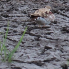 Charadrius melanops at Fyshwick, ACT - 5 Jan 2023