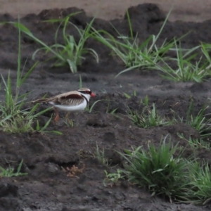 Charadrius melanops at Fyshwick, ACT - 5 Jan 2023