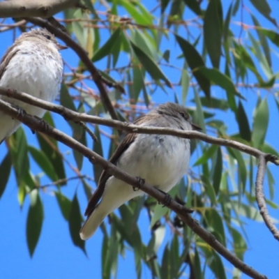 Microeca fascinans (Jacky Winter) at Booth, ACT - 7 Jan 2023 by TomW