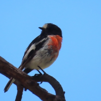 Petroica boodang (Scarlet Robin) at Booth, ACT - 7 Jan 2023 by BenW