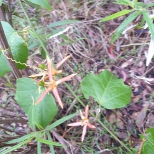 Passiflora cinnabarina at Bungonia, NSW - 5 Jan 2023 06:18 AM