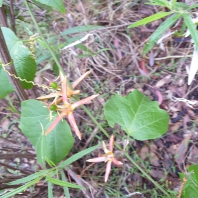 Passiflora cinnabarina (Red Passionflower) at Bungonia National Park - 4 Jan 2023 by Rixon
