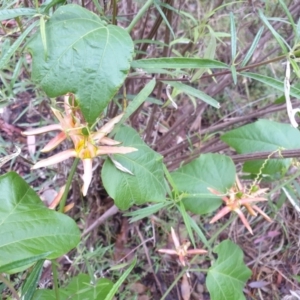 Passiflora cinnabarina at Bungonia, NSW - 5 Jan 2023 06:18 AM