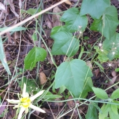 Passiflora cinnabarina at Bungonia, NSW - 5 Jan 2023 06:18 AM