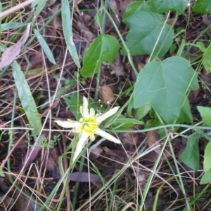 Passiflora cinnabarina at Bungonia, NSW - 5 Jan 2023 06:18 AM