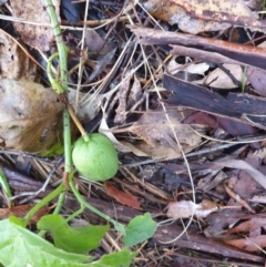 Passiflora cinnabarina at Bungonia, NSW - 5 Jan 2023