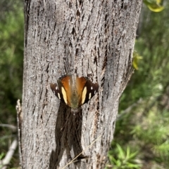 Vanessa itea (Yellow Admiral) at Paddys River, ACT - 7 Jan 2023 by CathyKatie