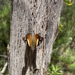 Vanessa itea (Yellow Admiral) at Tidbinbilla Nature Reserve - 7 Jan 2023 by Cathy_Katie