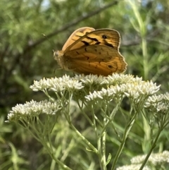 Heteronympha merope (Common Brown Butterfly) at Paddys River, ACT - 7 Jan 2023 by CathyKatie