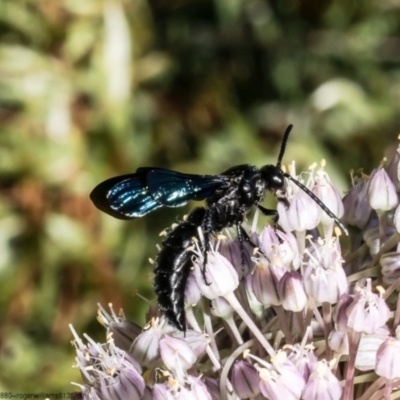 Austroscolia soror (Blue Flower Wasp) at Macgregor, ACT - 7 Jan 2023 by Roger