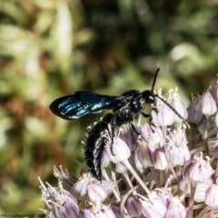 Austroscolia soror (Blue Flower Wasp) at Macgregor, ACT - 7 Jan 2023 by Roger