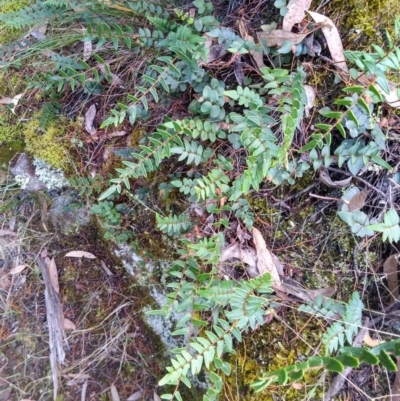 Pellaea calidirupium (Hot Rock Fern) at Kowen, ACT - 5 Jan 2023 by MaartjeSevenster