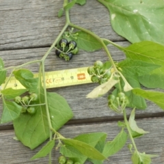 Solanum nigrum (Black Nightshade) at Aranda, ACT - 7 Jan 2023 by colinm