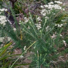 Cassinia aculeata subsp. aculeata (Dolly Bush, Common Cassinia, Dogwood) at Gundaroo, NSW - 7 Jan 2023 by MaartjeSevenster