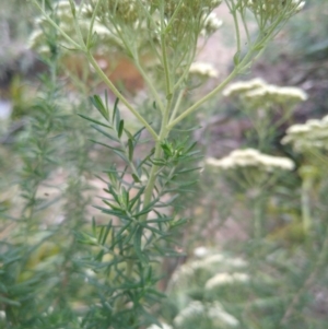 Cassinia aculeata subsp. aculeata at Gundaroo, NSW - 7 Jan 2023