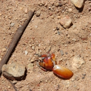 Anoplognathus sp. (genus) at Hughes, ACT - 7 Jan 2023