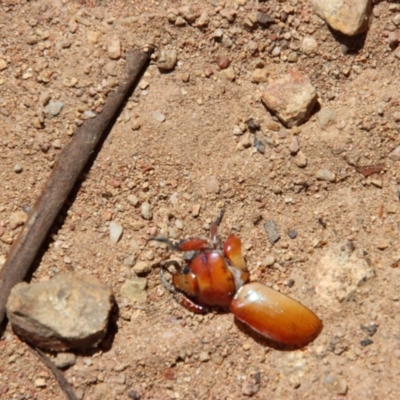 Anoplognathus sp. (genus) (Unidentified Christmas beetle) at Red Hill to Yarralumla Creek - 7 Jan 2023 by LisaH