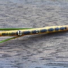 Oenochroma vinaria at Yass River, NSW - 7 Jan 2023 03:47 PM