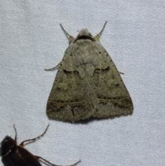 Pantydia sparsa (Noctuid Moth) at Numeralla, NSW - 2 Jan 2023 by SteveBorkowskis