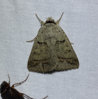 Pantydia sparsa (Noctuid Moth) at Numeralla, NSW - 2 Jan 2023 by SteveBorkowskis