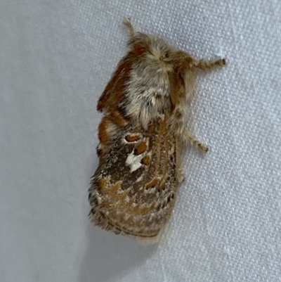 Pseudanapaea (genus) (A cup moth) at Numeralla, NSW - 1 Jan 2023 by Steve_Bok