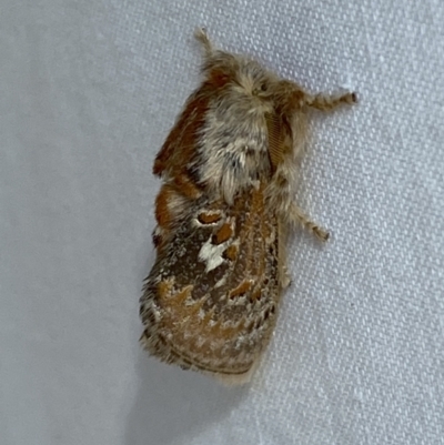 Pseudanapaea (genus) (A cup moth) at Numeralla, NSW - 2 Jan 2023 by SteveBorkowskis
