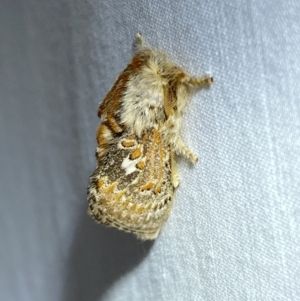 Pseudanapaea (genus) at Numeralla, NSW - 2 Jan 2023