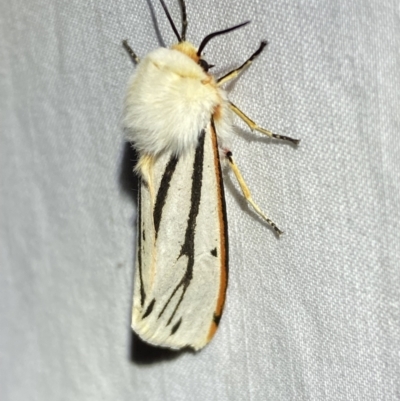 Paramsacta marginata (Donovan's Tiger Moth) at Numeralla, NSW - 1 Jan 2023 by SteveBorkowskis