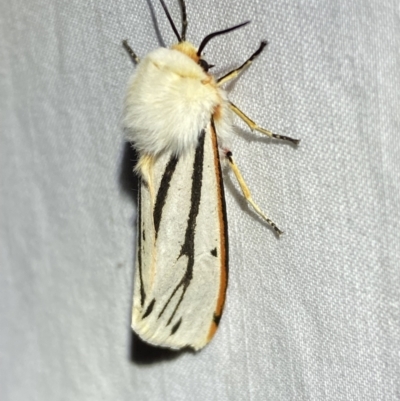 Aloa marginata (Donovan's Tiger Moth) at Numeralla, NSW - 1 Jan 2023 by Steve_Bok