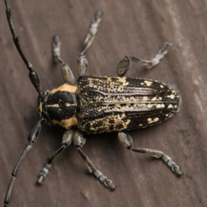 Ancita crocogaster at Acton, ACT - 7 Jan 2023