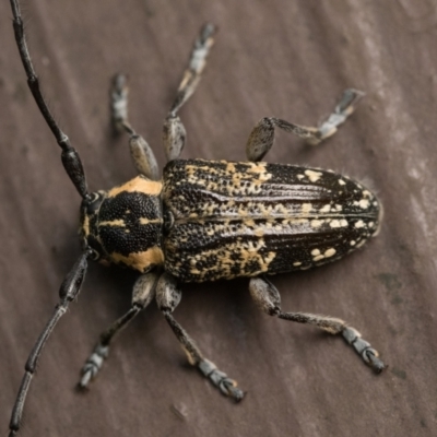 Ancita crocogaster (Longhorn or Longicorn beetle) at ANBG - 7 Jan 2023 by patrickcox