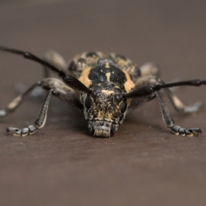 Ancita crocogaster at Acton, ACT - 7 Jan 2023