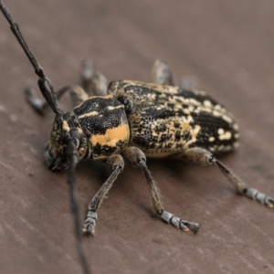 Ancita crocogaster at Acton, ACT - 7 Jan 2023