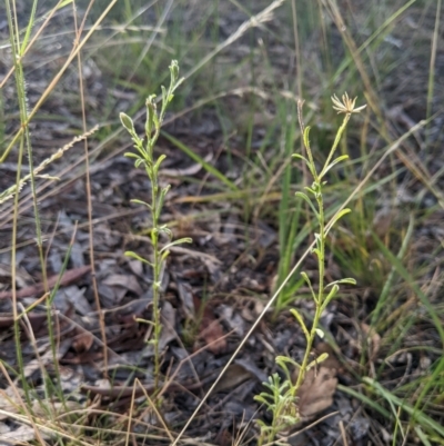 Vittadinia cuneata (Fuzzweed, New Holland Daisy) at Higgins, ACT - 7 Jan 2023 by MattM