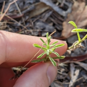 Vittadinia cuneata at Higgins, ACT - 7 Jan 2023