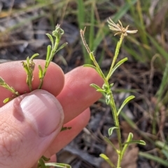 Vittadinia cuneata at Higgins, ACT - 7 Jan 2023