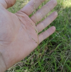 Ehrharta erecta (Panic Veldtgrass) at Higgins Woodland - 7 Jan 2023 by MattM