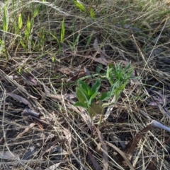 Erigeron sp. (Fleabanes) at Higgins, ACT - 7 Jan 2023 by MattM