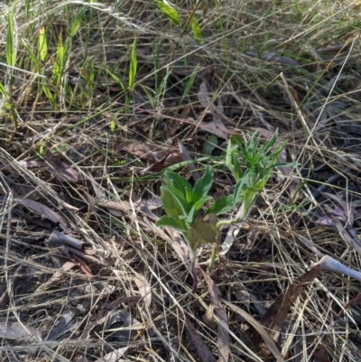 Erigeron sp. (Fleabanes) at Higgins Woodland - 7 Jan 2023 by MattM