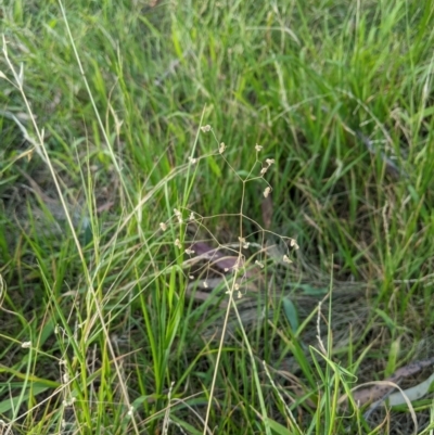 Briza minor (Shivery Grass) at Higgins Woodland - 7 Jan 2023 by MattM