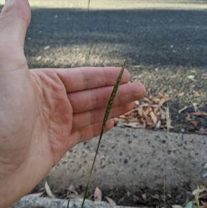 Bothriochloa macra at Higgins, ACT - 7 Jan 2023