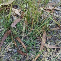 Bothriochloa macra at Higgins, ACT - 7 Jan 2023