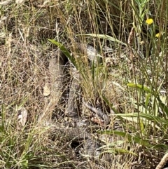 Pseudonaja textilis (Eastern Brown Snake) at Jerrabomberra, NSW - 7 Jan 2023 by Mavis