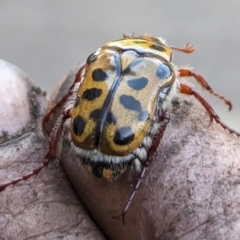 Neorrhina punctatum (Spotted flower chafer) at Page, ACT - 7 Jan 2023 by CattleDog