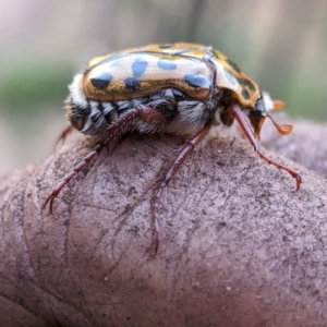 Neorrhina punctata at Page, ACT - 7 Jan 2023