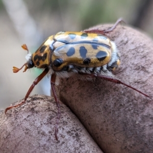 Neorrhina punctata at Page, ACT - 7 Jan 2023