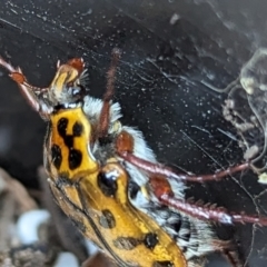 Neorrhina punctata at Page, ACT - 7 Jan 2023